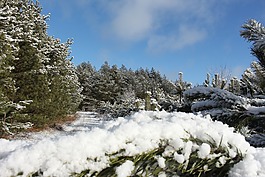 雪,樹,木材