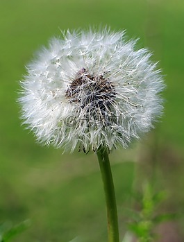 蒲公英,指出花,開花