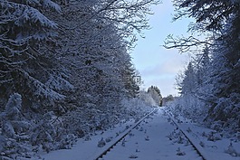 雪,樹,木材
