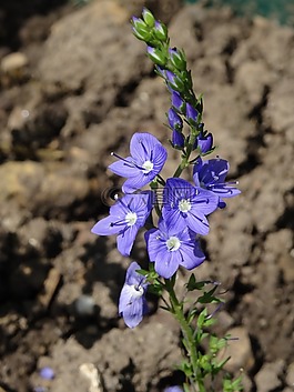 性質(zhì),開花,春天