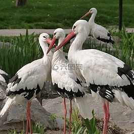 鳥,鸛,春天