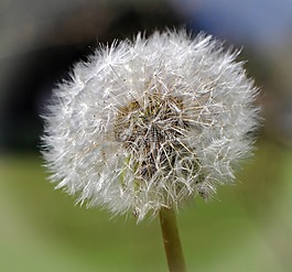 蒲公英,指出花,開花