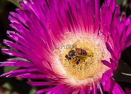 蜜蜂,花粉,pigface