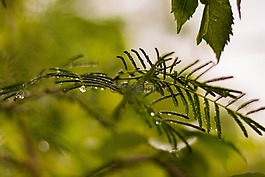 葉,自然,植物區(qū)系