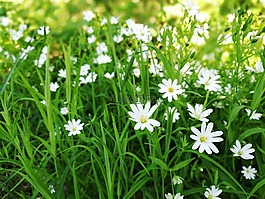 夏天,sommar,花