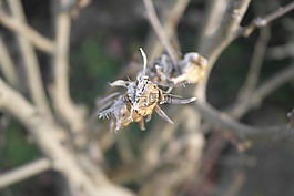 細(xì)節(jié),花,冬天