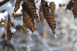 雪,樹,木材