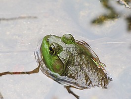 青蛙,牛蛙,兩棲類(lèi)