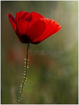 花,罌粟,紅色