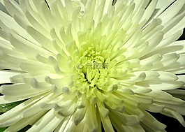 蜘蛛妈妈花,白,花园