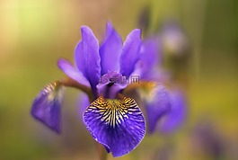 性質(zhì),鮮花,紫