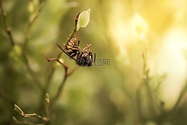 蜜蜂,这种昆虫,黄蜂