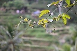 自然,巴厘島,水稻