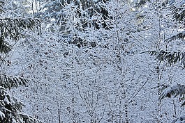 雪,樹,木材
