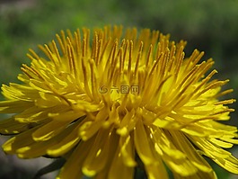 蒲公英,黃花,野草