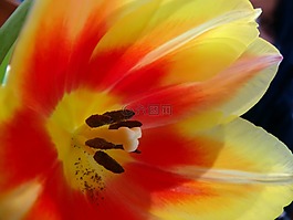 鮮花,黃色,紅色