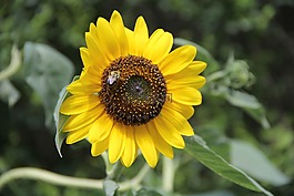 向日葵,花,黃色