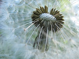蒲公英,蒲公英种子,野草