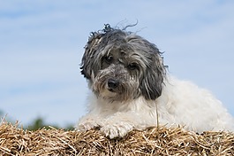 狗,lowchen,löwchen