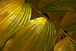 葉,綠色,特寫(xiě)