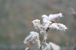 霜,冬天,冷