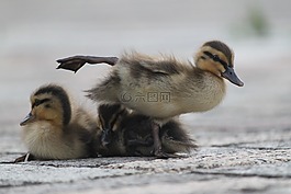 鳥(niǎo),鴨,水禽