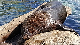 海獅,動(dòng)物園,哺乳動(dòng)物