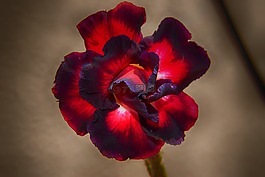 花,自然,植物區(qū)系