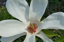 植物区系,玉兰花,春