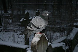 鳥,鴿子,羽毛比賽