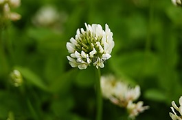 三葉草,植物,花