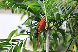 鳥,羽毛,小鳥