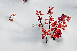 花卉,花朵,鮮花
