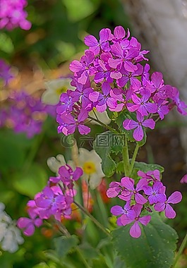 鮮花,天竺葵,性質(zhì)