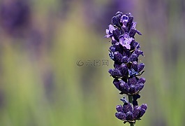 熏衣草,花,紫