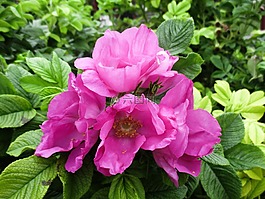 花,自然,玫瑰