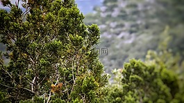 雪松,德州,小山國家