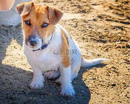 狗,寵物,動物