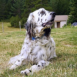 狗,動物,牧羊犬
