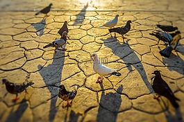 鴿子,鳥,自然