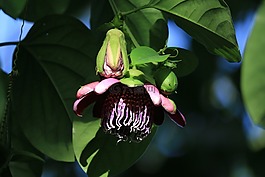 passiflor,花,攀登