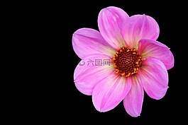 開(kāi)花,花,粉紅色