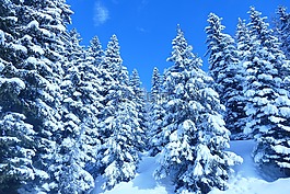冬天,雪,弗羅斯特