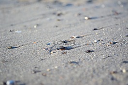 外殼,海灘,海