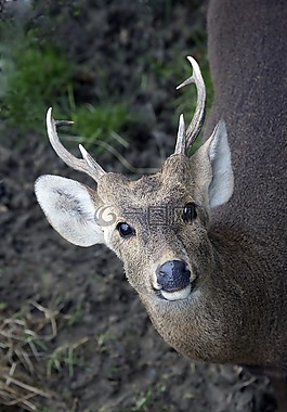 動(dòng)物,野生,動(dòng)物園