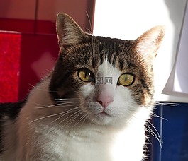猫,肖像,家养