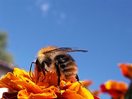 蜜蜂,昆蟲,花
