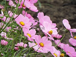 鮮花,綠色,自然