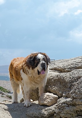 白種人,牧羊犬,狗