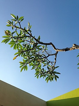 雞蛋花,樹,天空